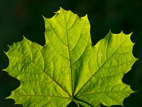 Ontario business team reviewing records for green tech credits