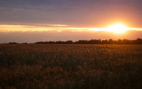 Saskatchewan prairie field during harvest season with combine harvester and golden crops